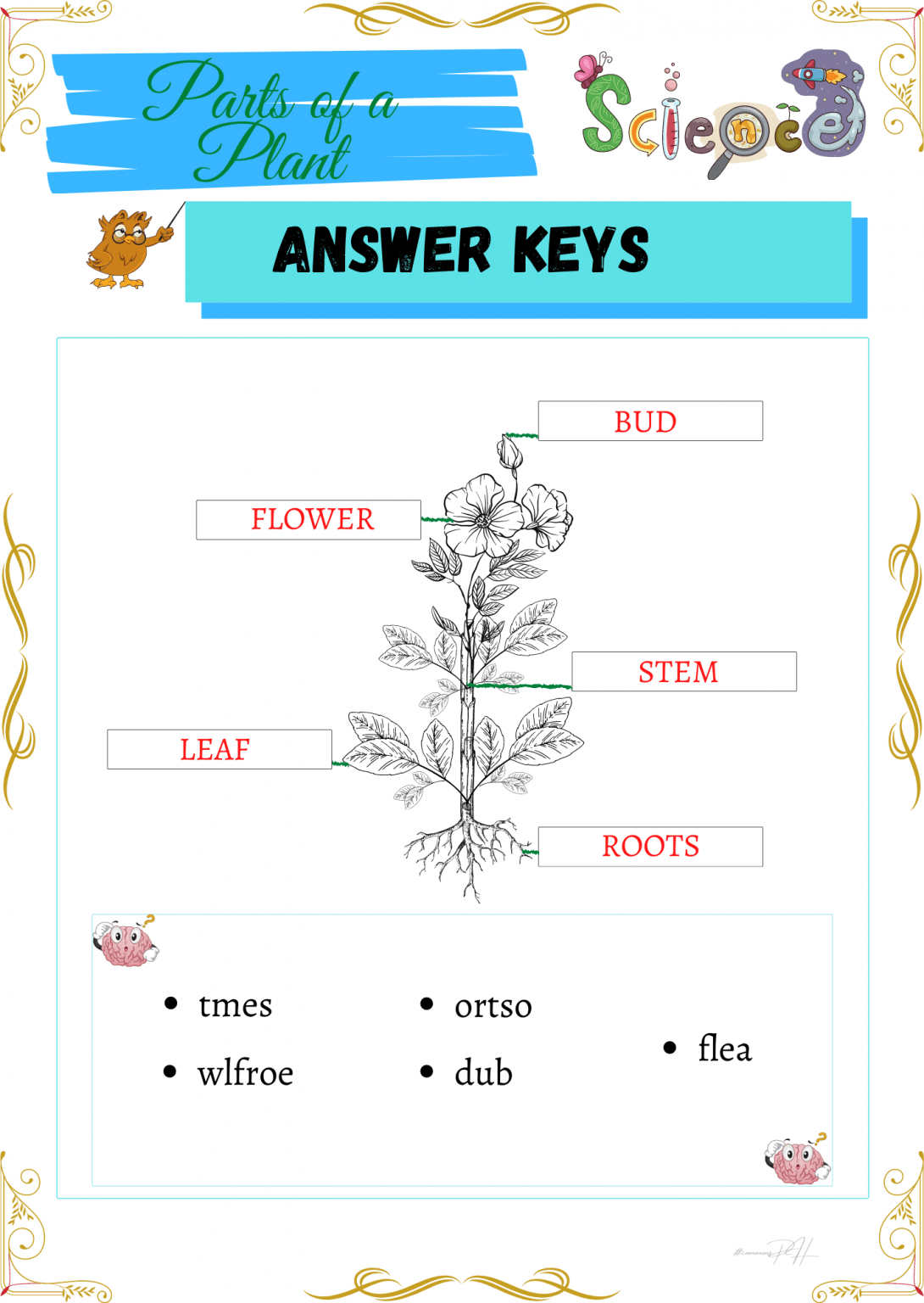 grade 1 science worksheets parts and cycle of plants