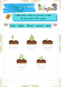 Grade 1 Science Worksheets | Parts and Cycle of Plants