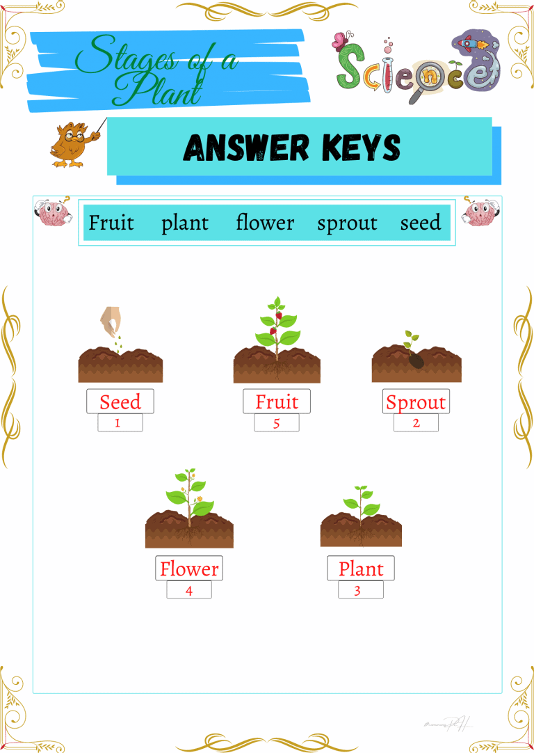 Grade 1 Science Worksheets | Parts and Cycle of Plants